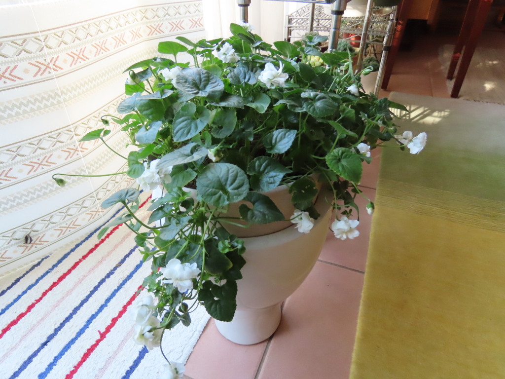 ニオイスミレ①