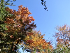 お写ん歩紅葉2