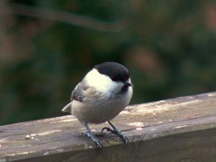 リビングから見えた鳥たち７