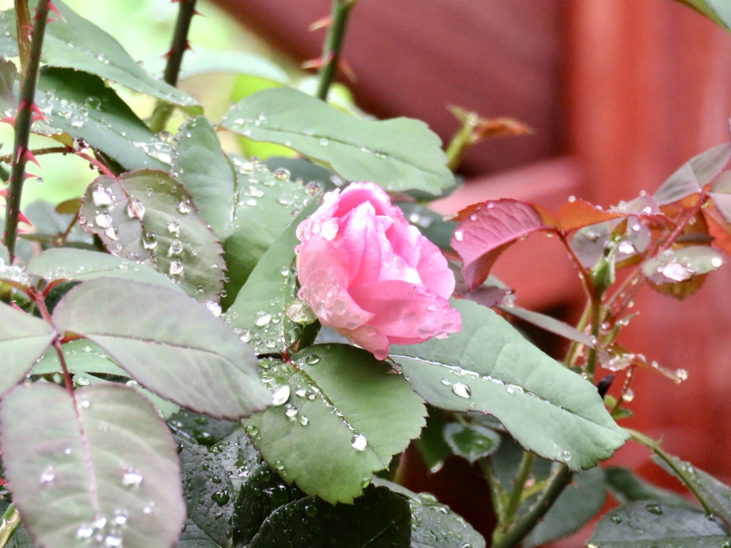 ガートルードジェイキル