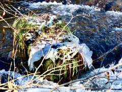 湯川の冬の風物詩⑦