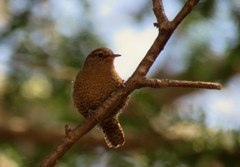 最近散歩中に出会った野鳥３