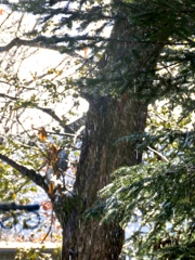 雪溶け