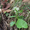 野生ワサビの花