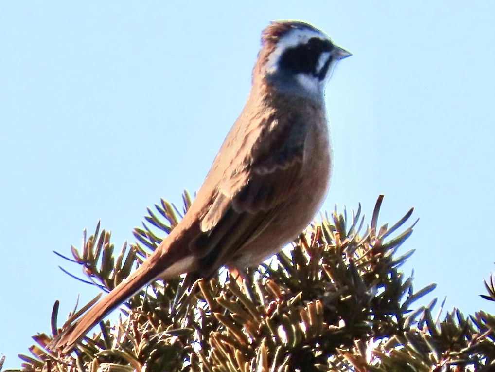 カシラダカと思ったら
