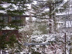 今日の雪