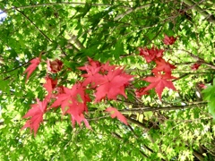 部分紅葉