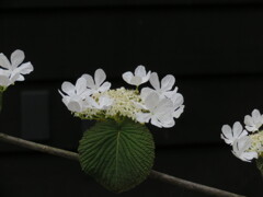 オオカメノキの花