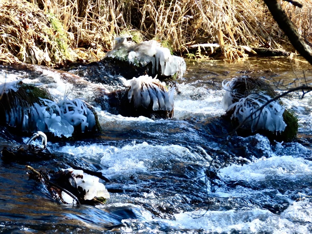 湯川の冬の風物詩⑥