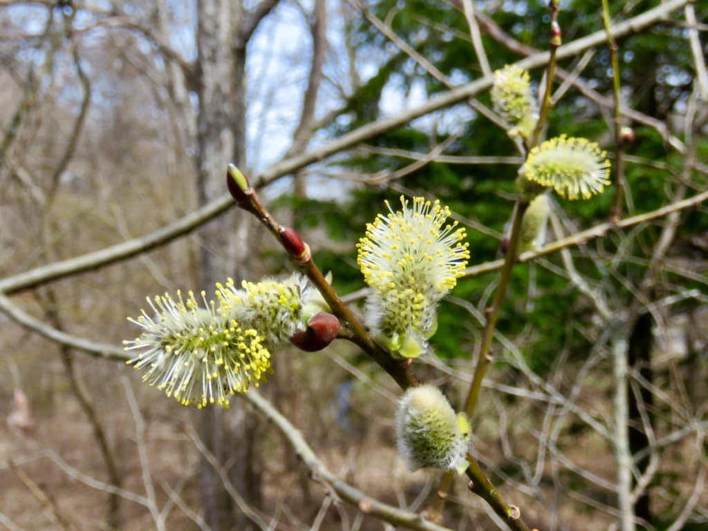 カワヤナギの新芽