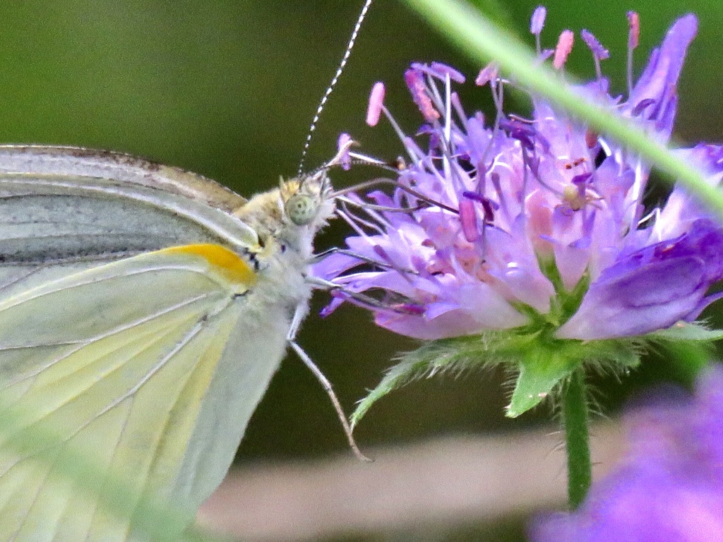 スカビオサにスジグロシロチョウ2