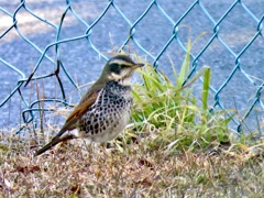 公園のツグミ