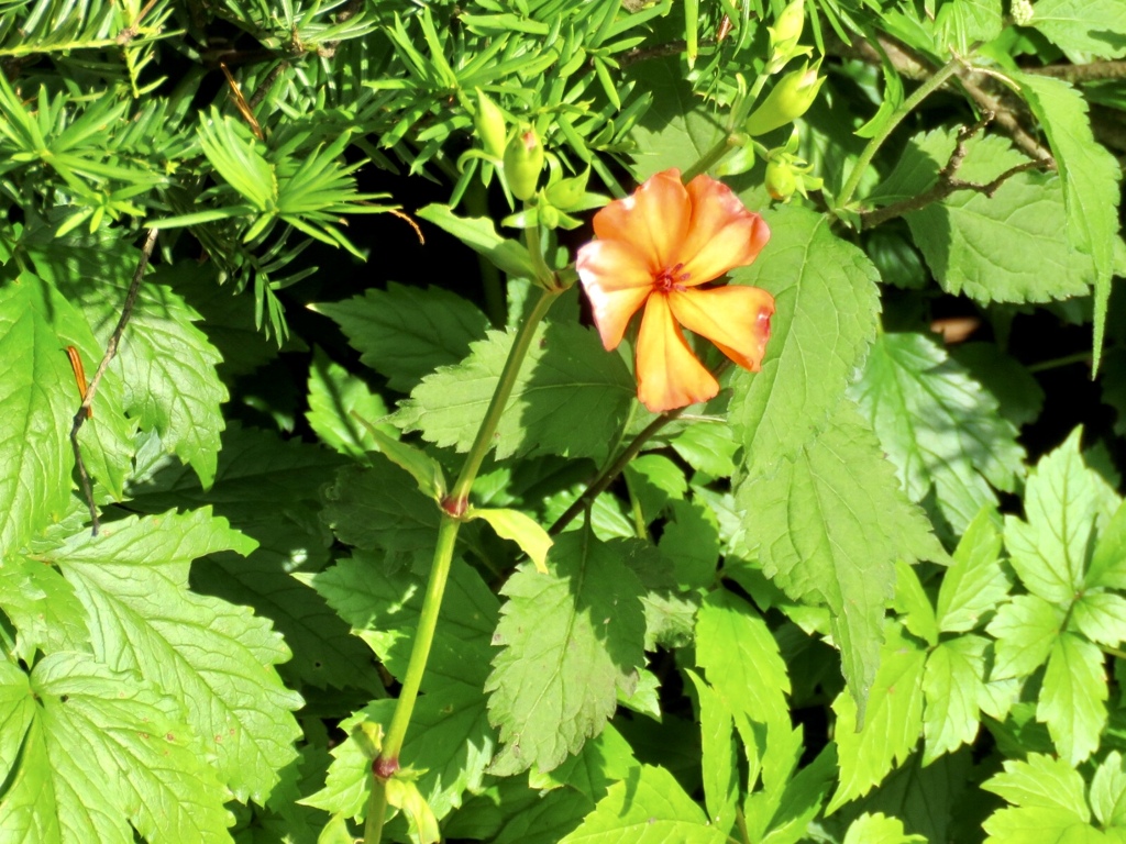 夏の花