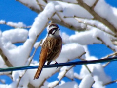 雪と野鳥1
