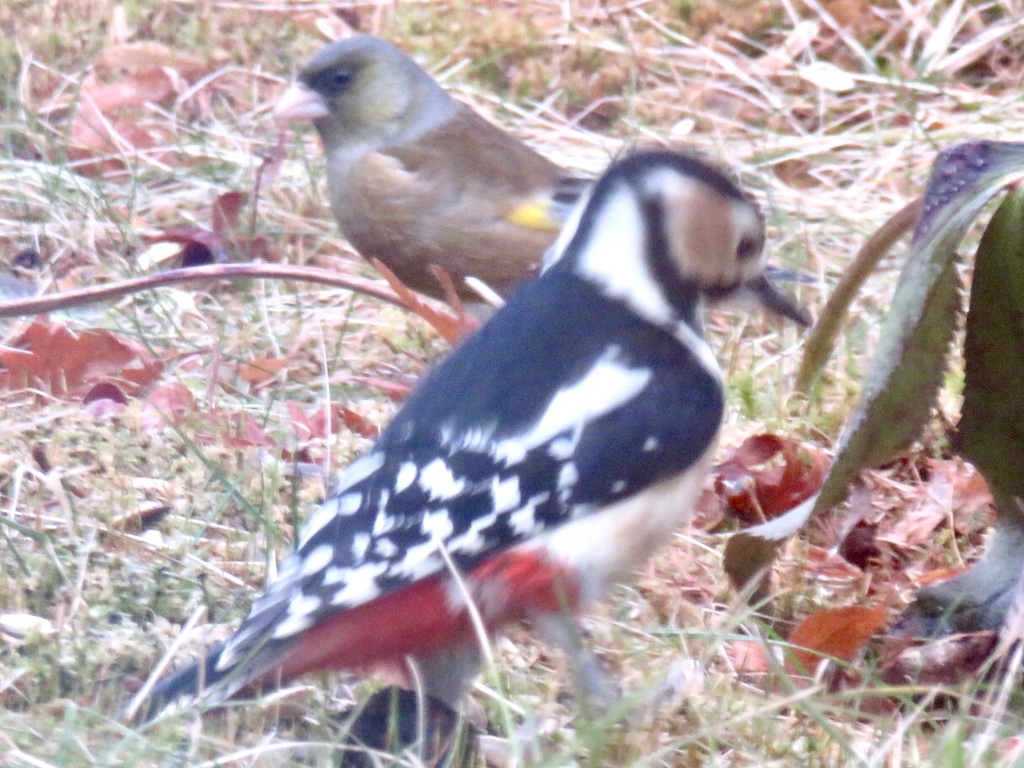 カワラヒワとアカゲラ