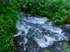 セキレイ橋下の湯川の急流