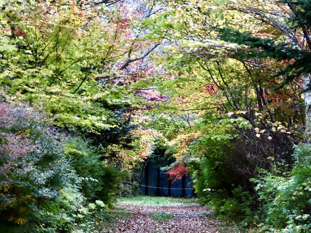 行き止まりの紅葉