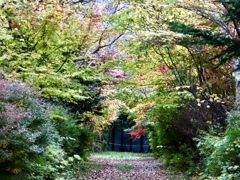 行き止まりの紅葉