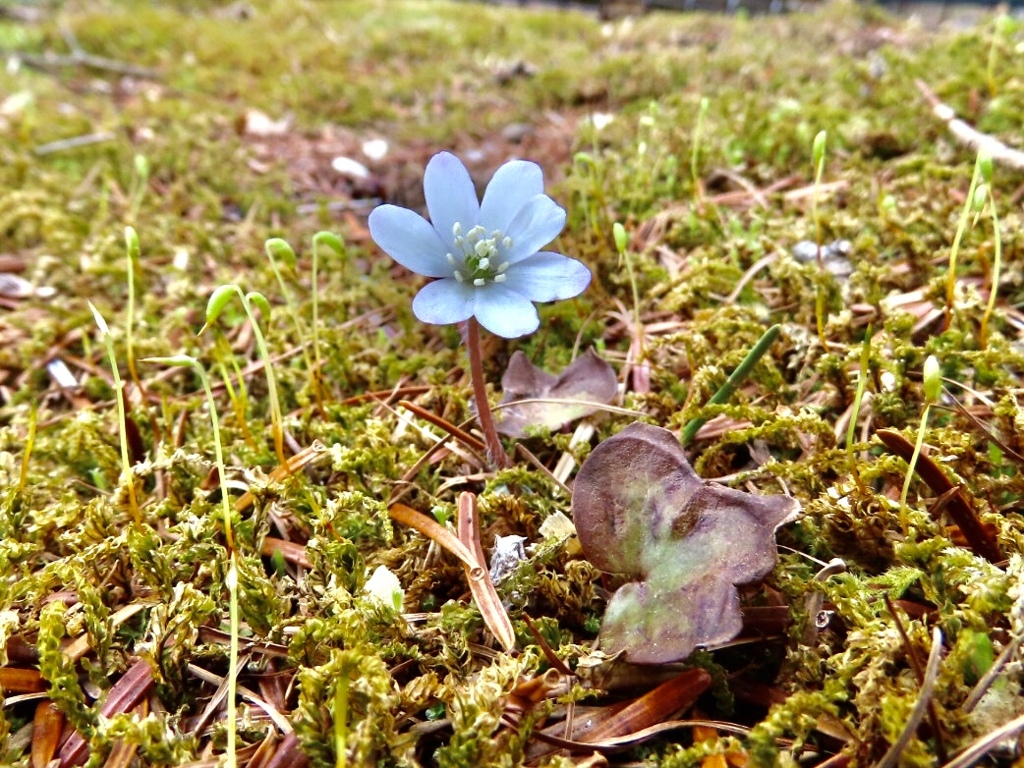 雪割草2