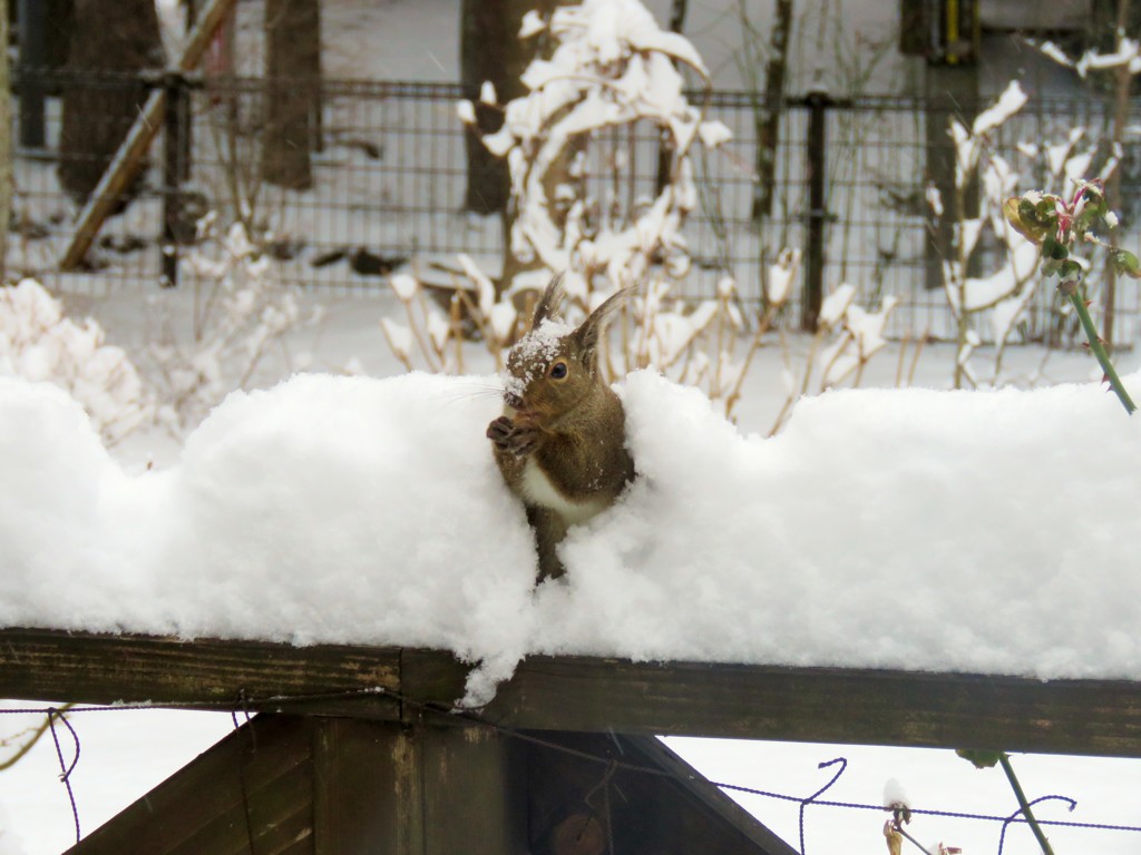 雪の中から