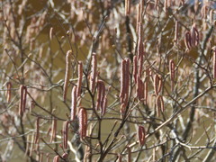ハンノキの雄花