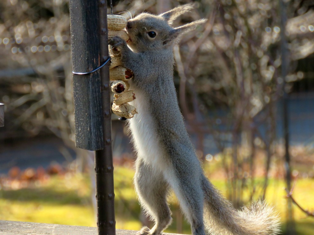 もう一匹の方？１