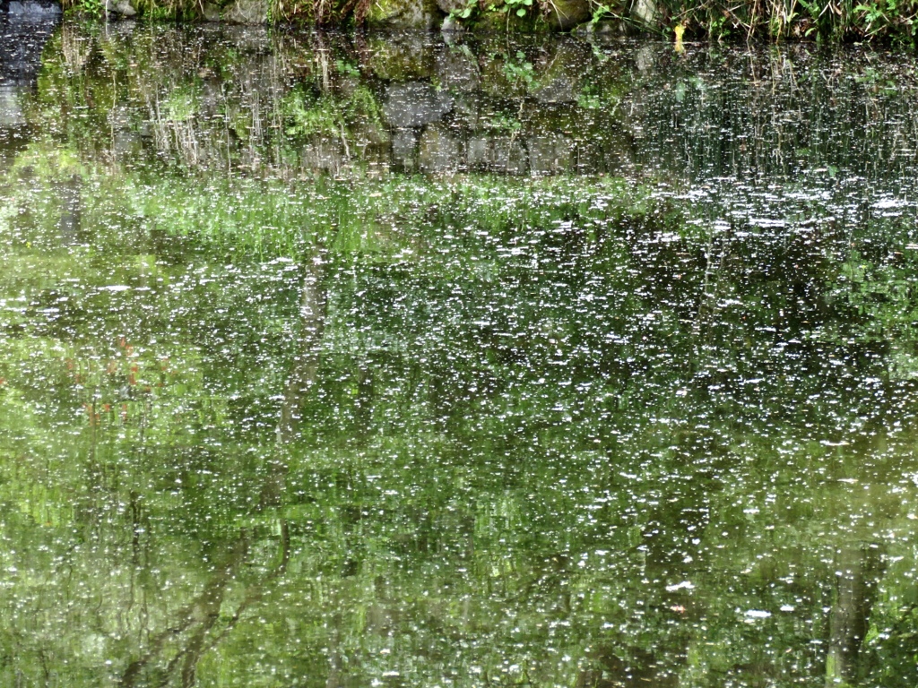 ケラ池の水面