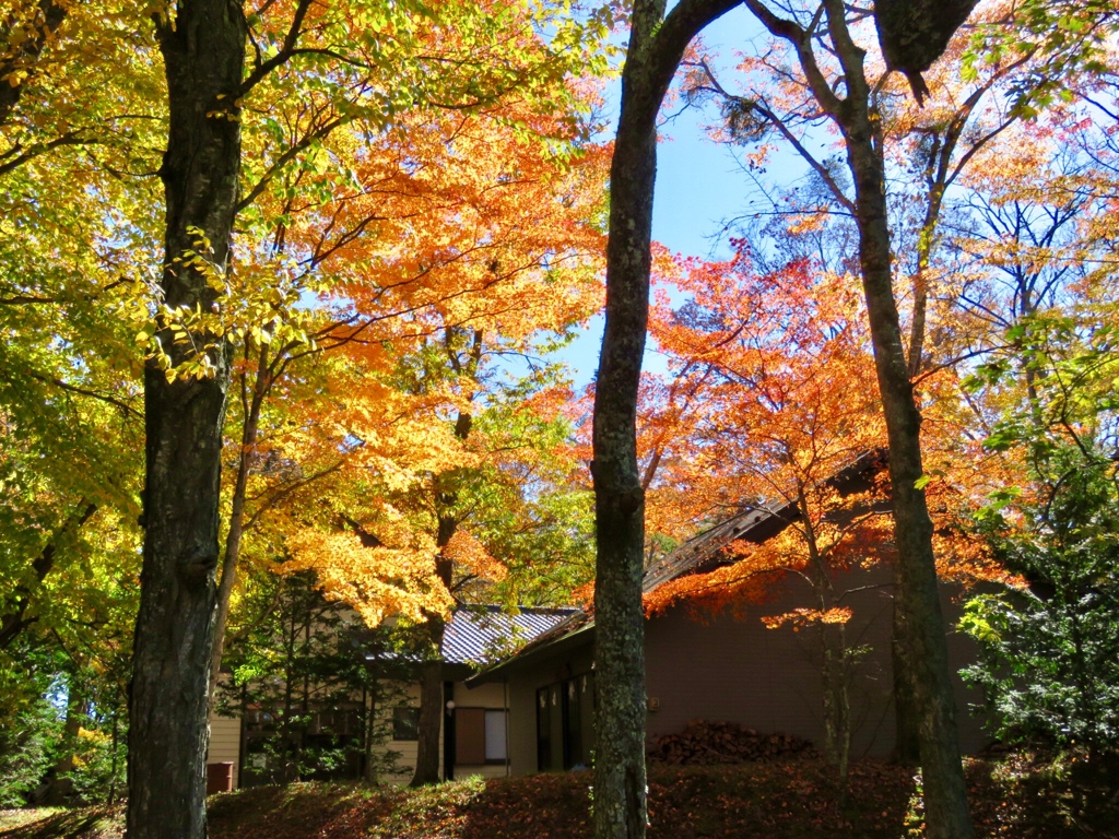 長倉神社の紅葉3