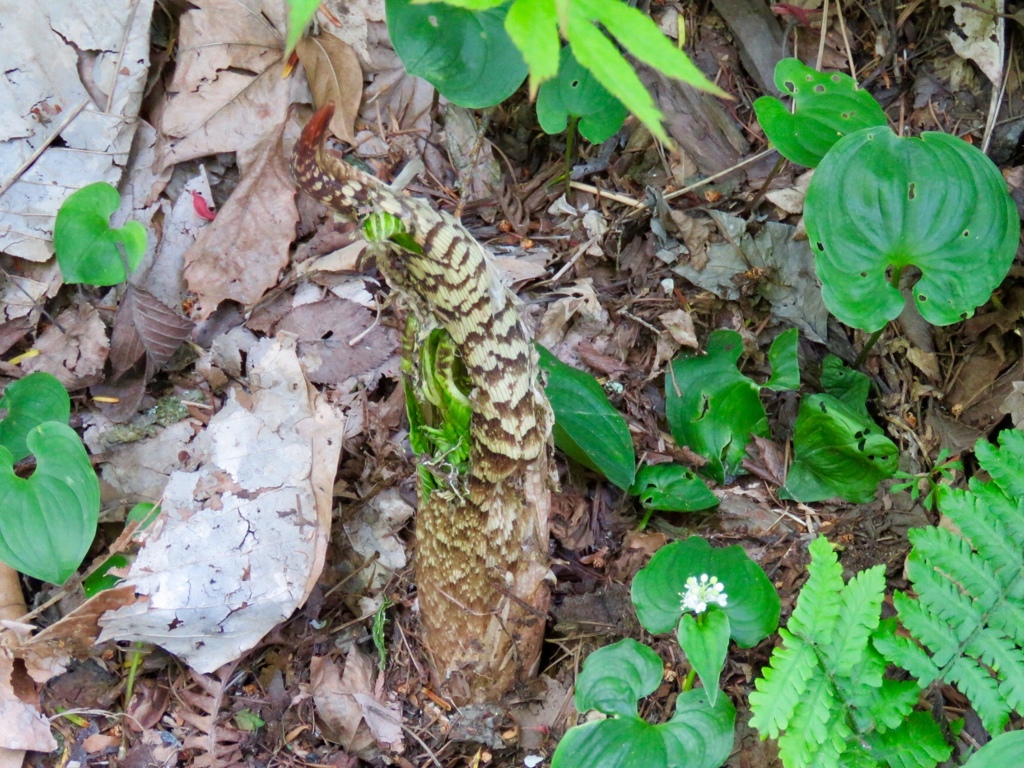 マムシグサの新芽
