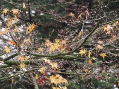 朝から雨