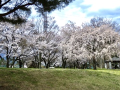 満開の桜