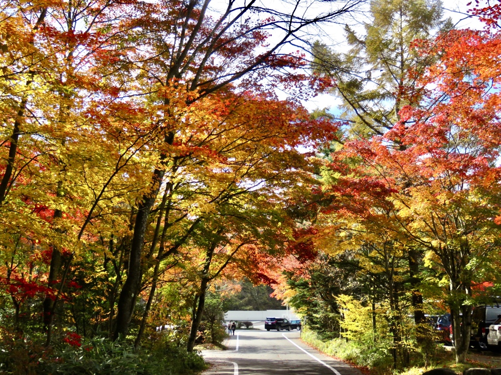 見納めの紅葉7