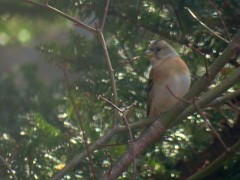 リビングから見えた鳥たち４