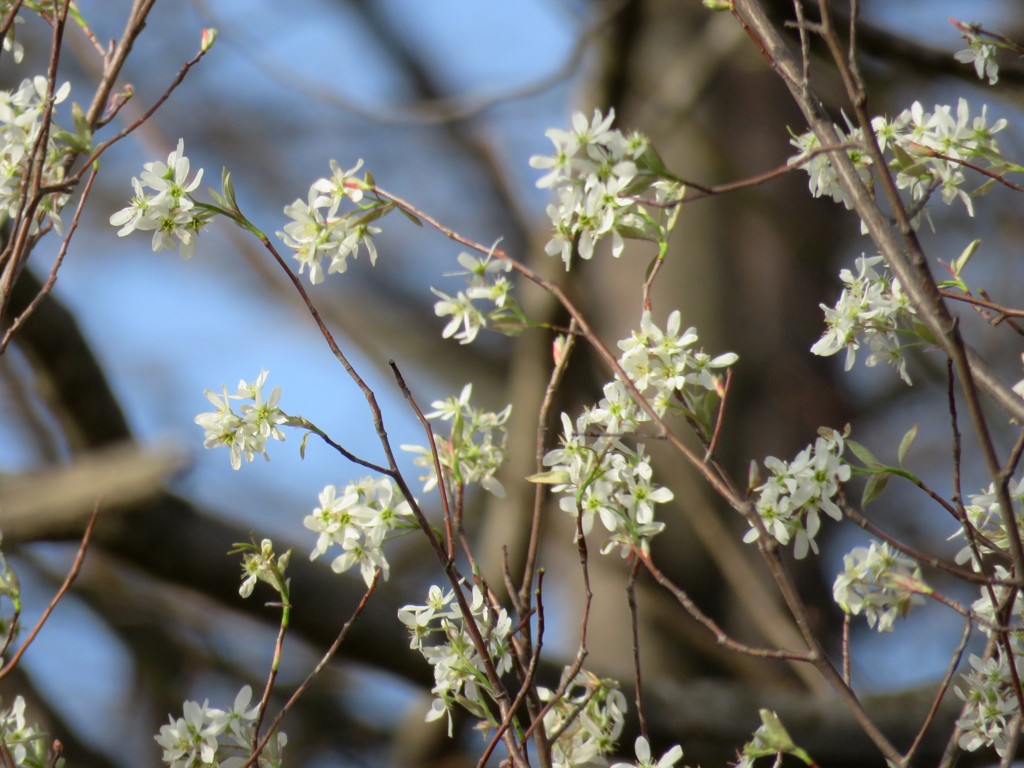 もう咲いてるの？