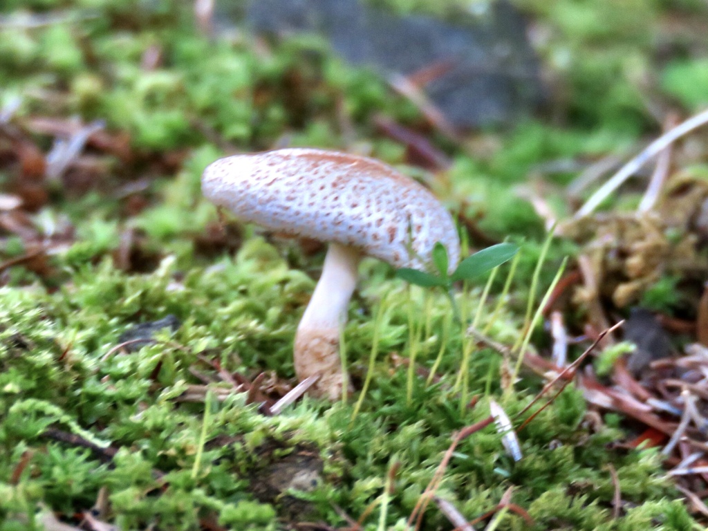 苔の間から