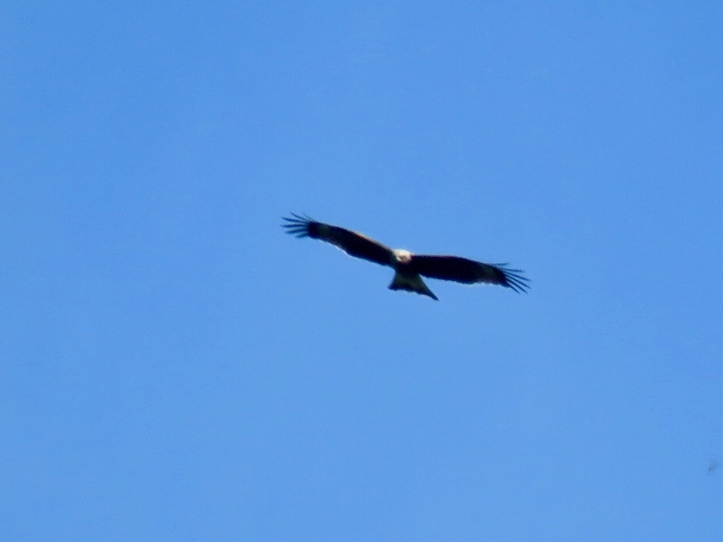 超高空を舞う