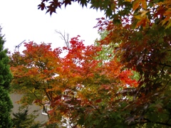 近所の紅葉9