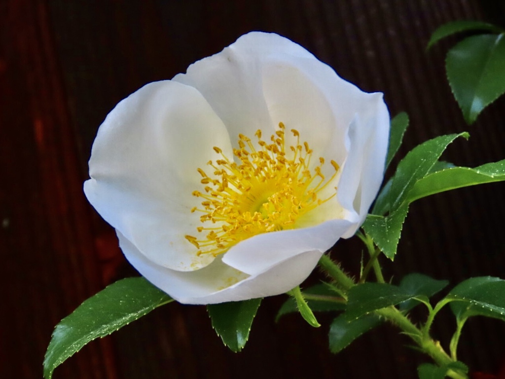 庭の薔薇