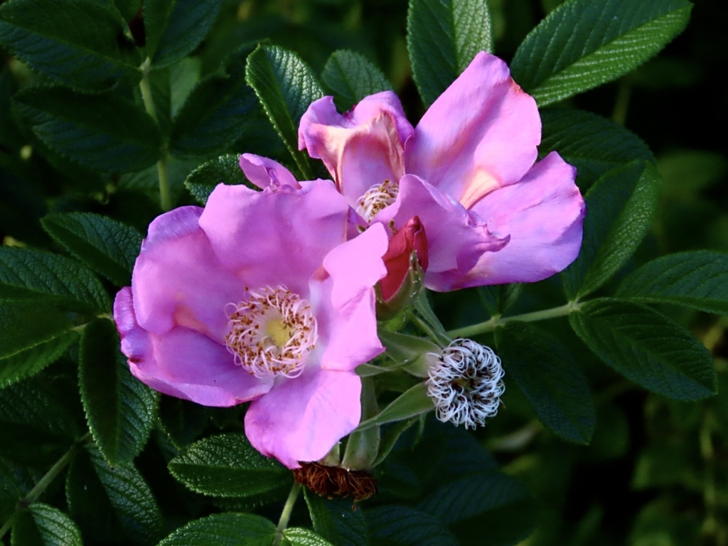 ハマナスの花