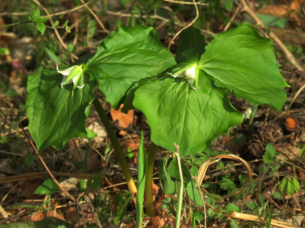 野生の延齢草