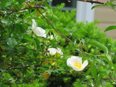 庭の薔薇
