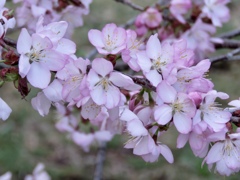 近所の公園の桜2