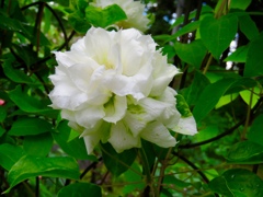 ダッチェスオブエジンバラの花