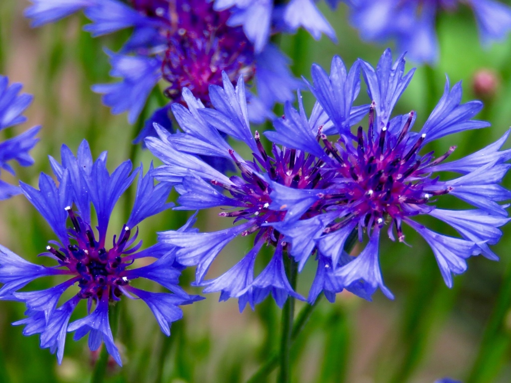 庭のヤグルマギク