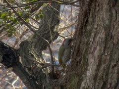 リビングから見えた鳥たち５