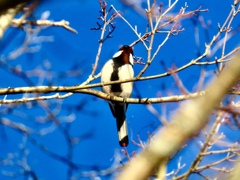 シジュウカラ