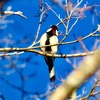 シジュウカラ