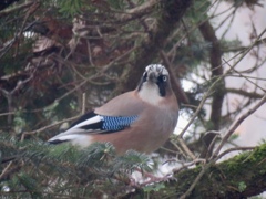 モミの木に