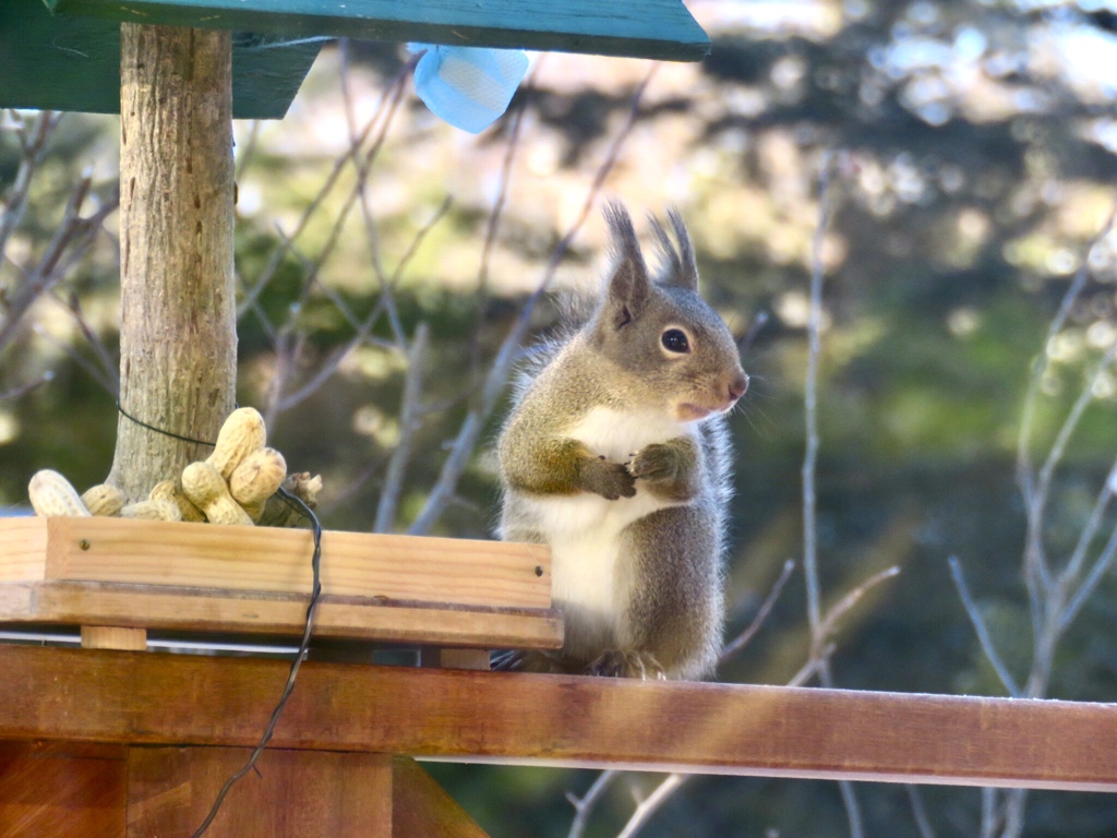 今朝のリス3