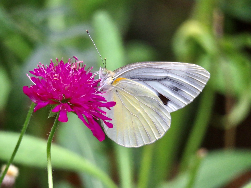 スカビオサにスジグロシロチョウ1